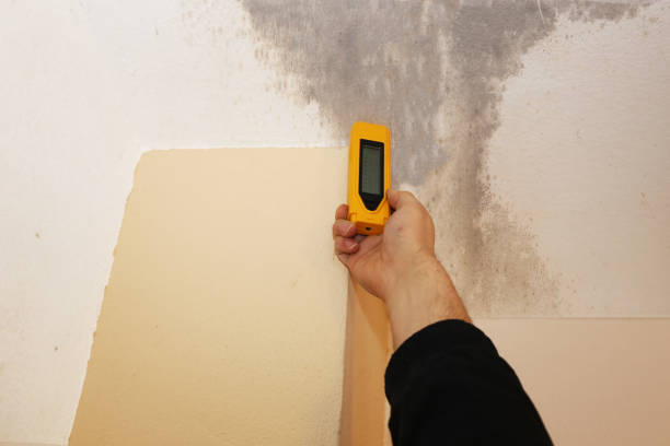 Best Crawl Space Mold Remediation  in Cottage Grove, MN
