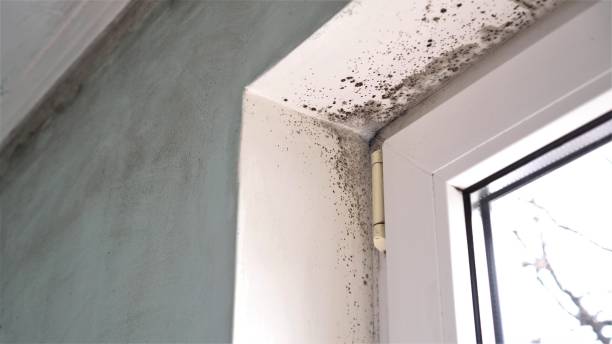 Best Biohazard Mold Removal  in Cottage Grove, MN