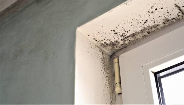 Best Mold Documentation for Insurance Claims  in Cottage Grove, MN