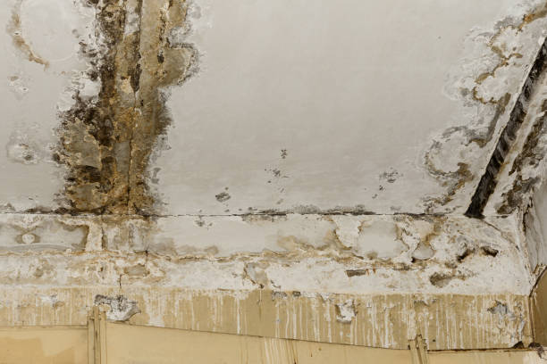 Best HVAC Mold Inspection and Cleaning  in Cottage Grove, MN