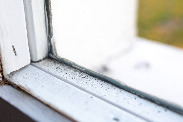 Reliable Cottage Grove, MN Mold Removal Solutions
