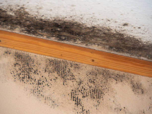Best Mold Removal for HVAC Installations  in Cottage Grove, MN