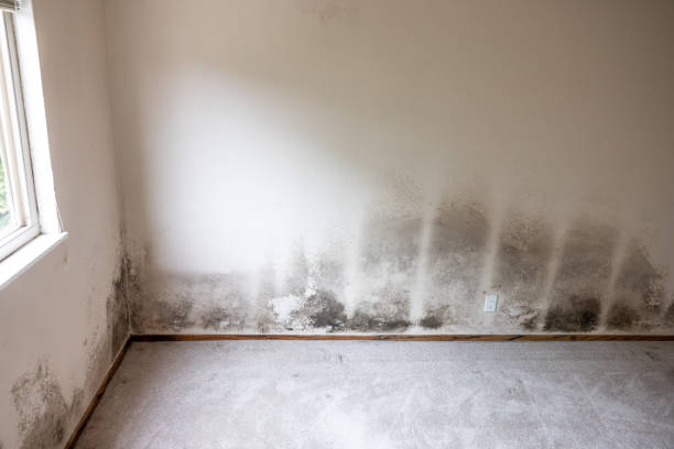 Best Forensic Mold Investigation  in Cottage Grove, MN
