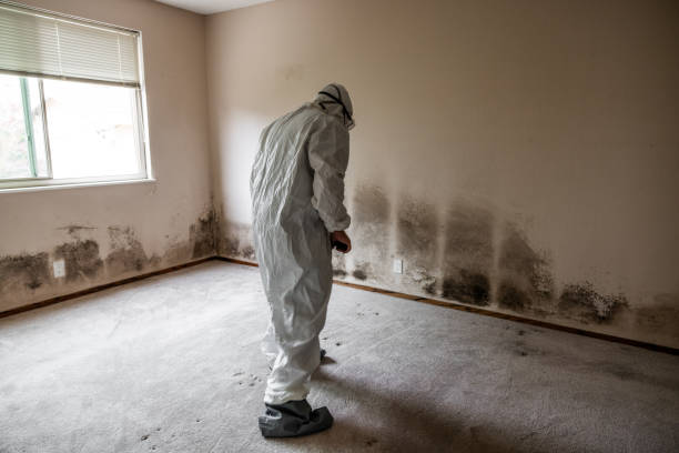 Best Emergency Mold Remediation  in Cottage Grove, MN